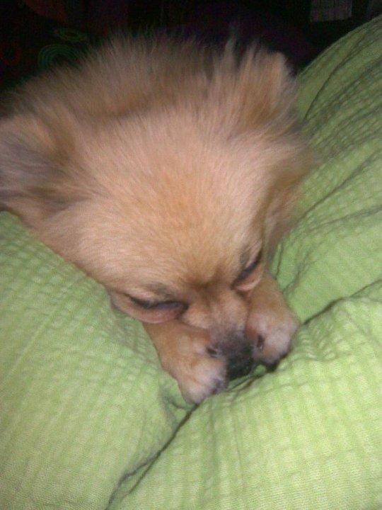 Pomeranian Fiona billede 5