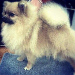 Pomeranian Fiona - Fiona på sin første og eneste udstilling billede 6