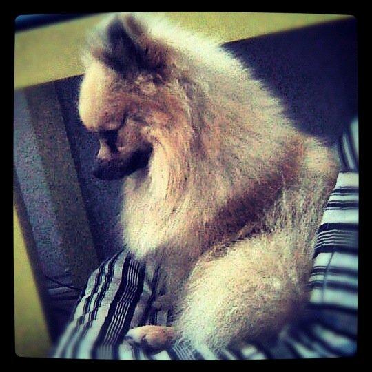 Pomeranian Fiona - Hun minder mig om pige-ræven fra Mads og Mikkel billede 7