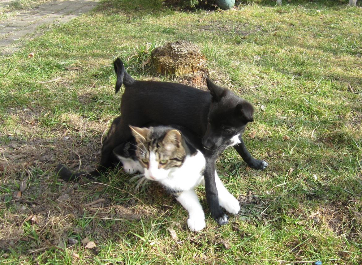 Blanding af racer Skipper billede 11