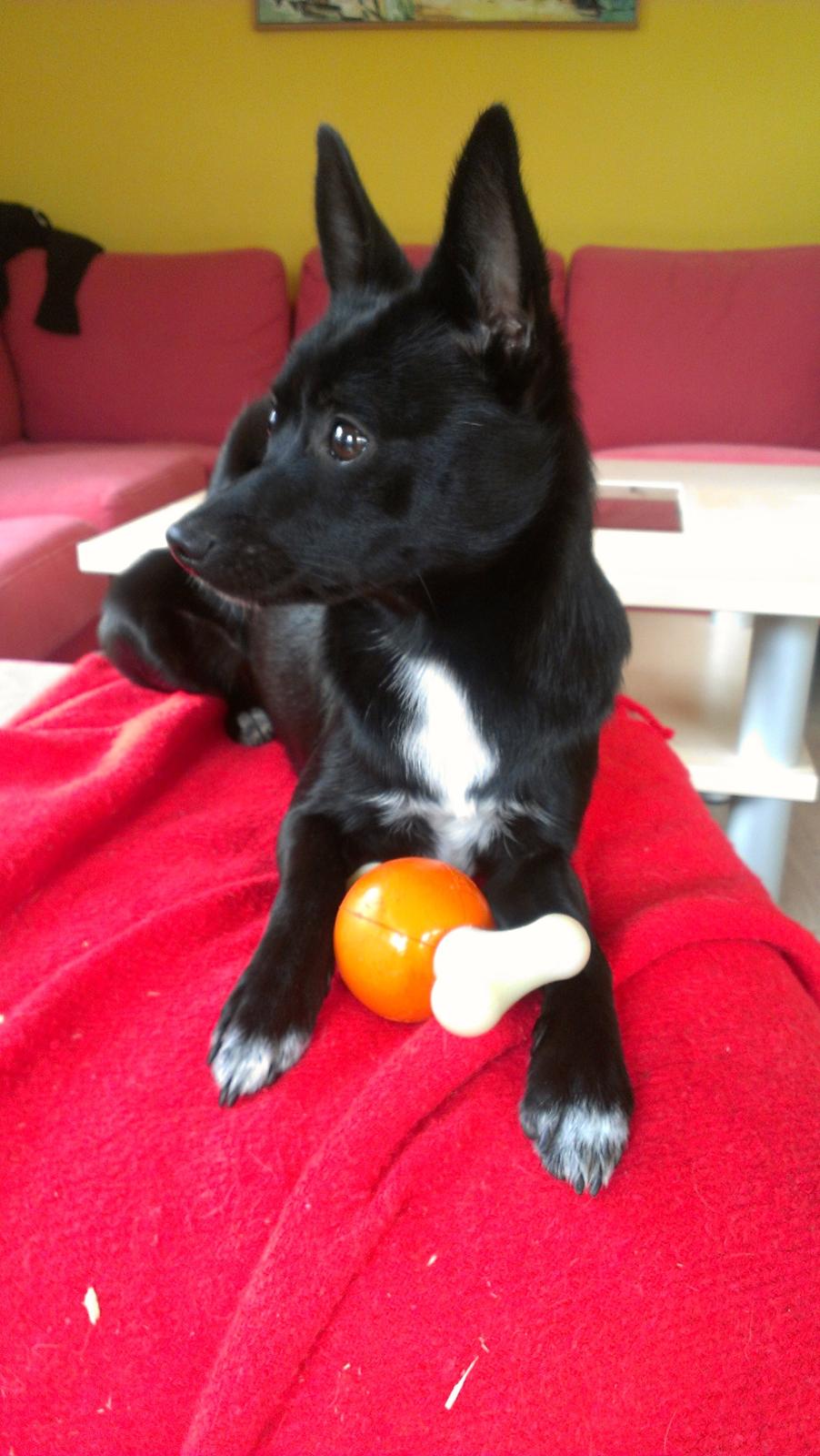 Blanding af racer Skipper billede 12