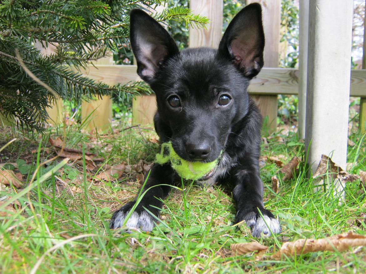 Blanding af racer Skipper billede 13