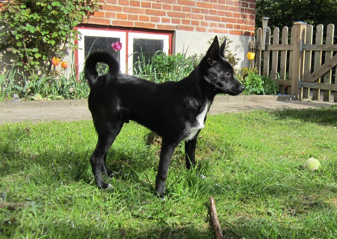 Blanding af racer Skipper billede 14