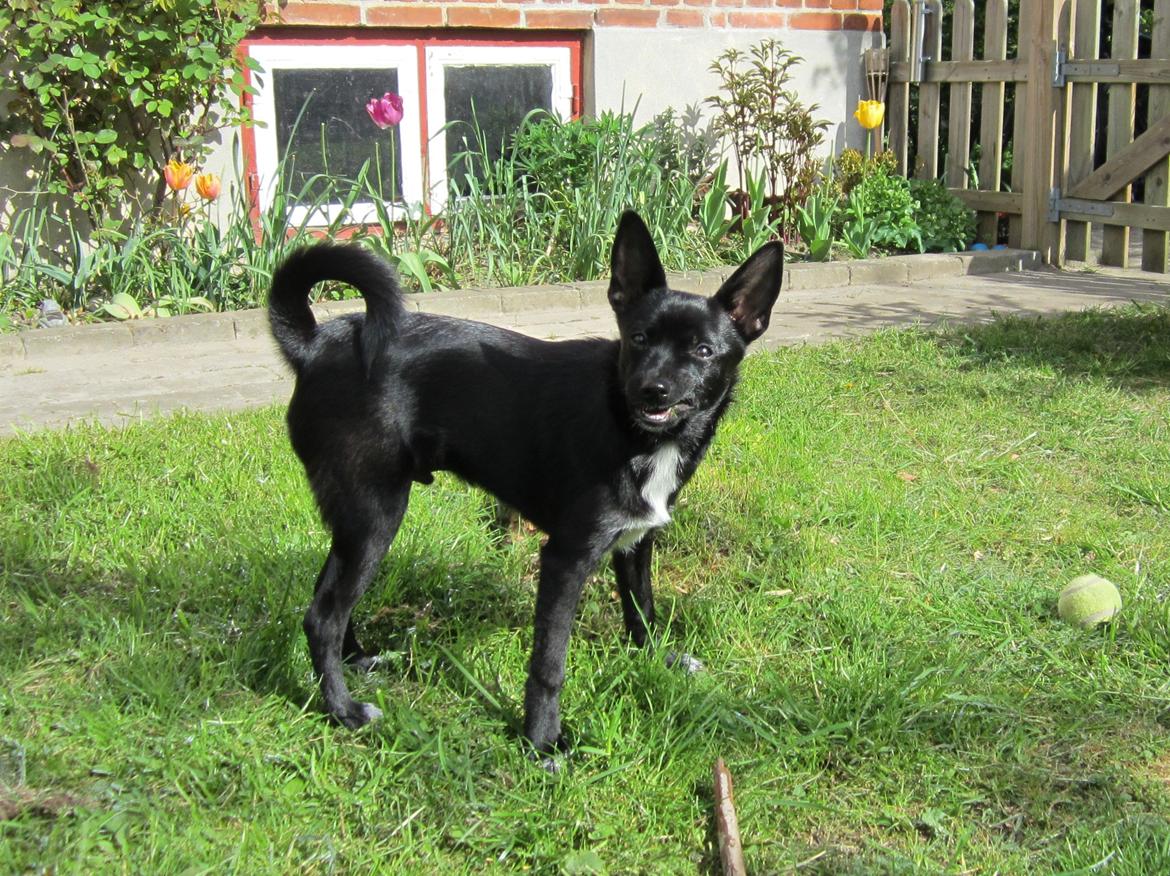 Blanding af racer Skipper billede 15