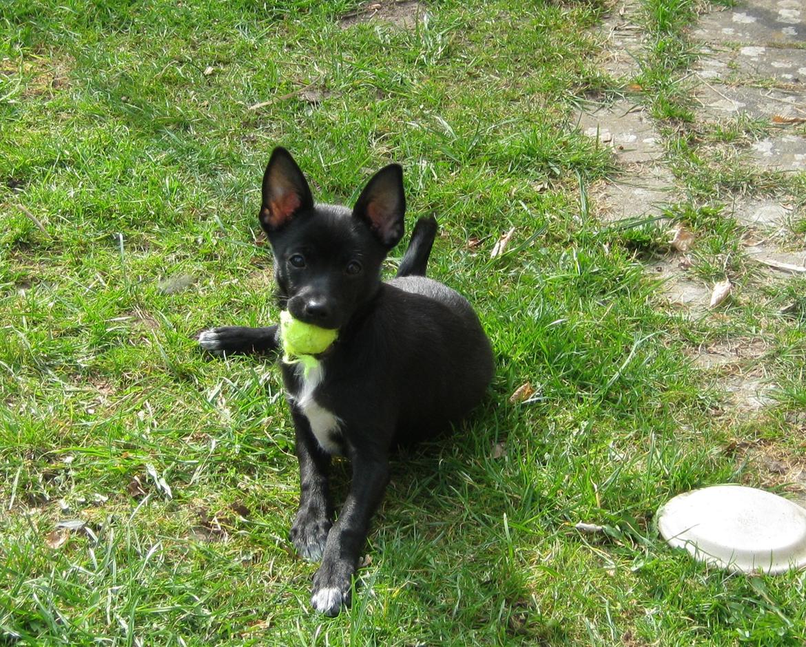 Blanding af racer Skipper billede 16