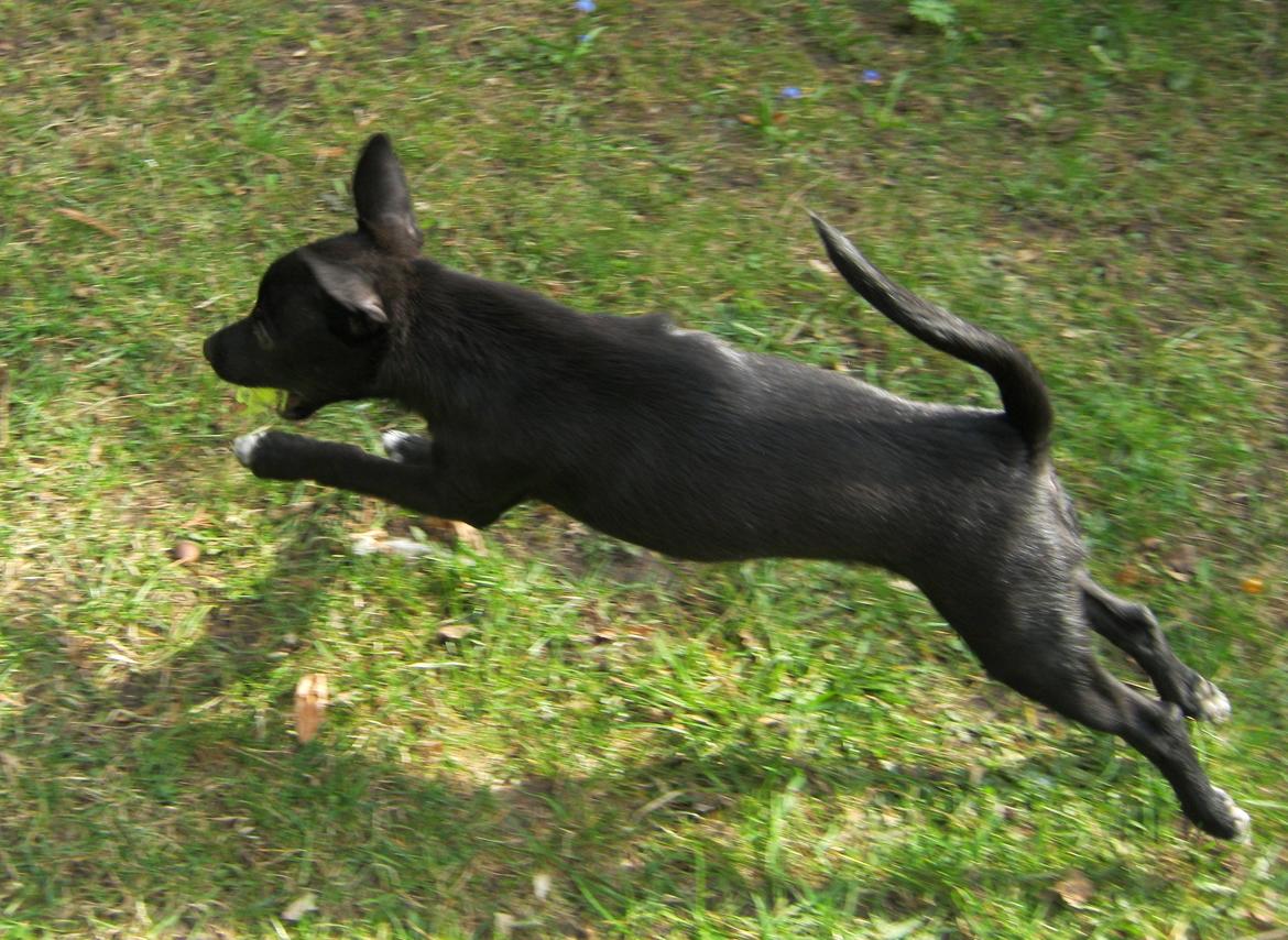 Blanding af racer Skipper billede 17