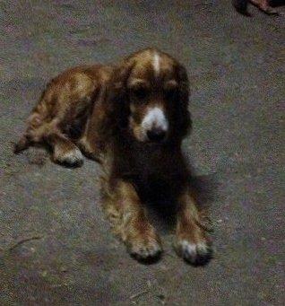 Cocker spaniel Simba R.I.P. billede 9