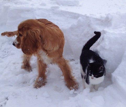 Cocker spaniel Simba R.I.P. billede 10