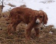 Cocker spaniel Simba R.I.P. billede 11