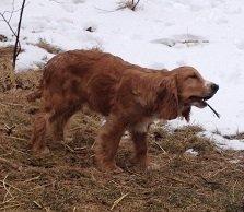 Cocker spaniel Simba R.I.P. billede 12
