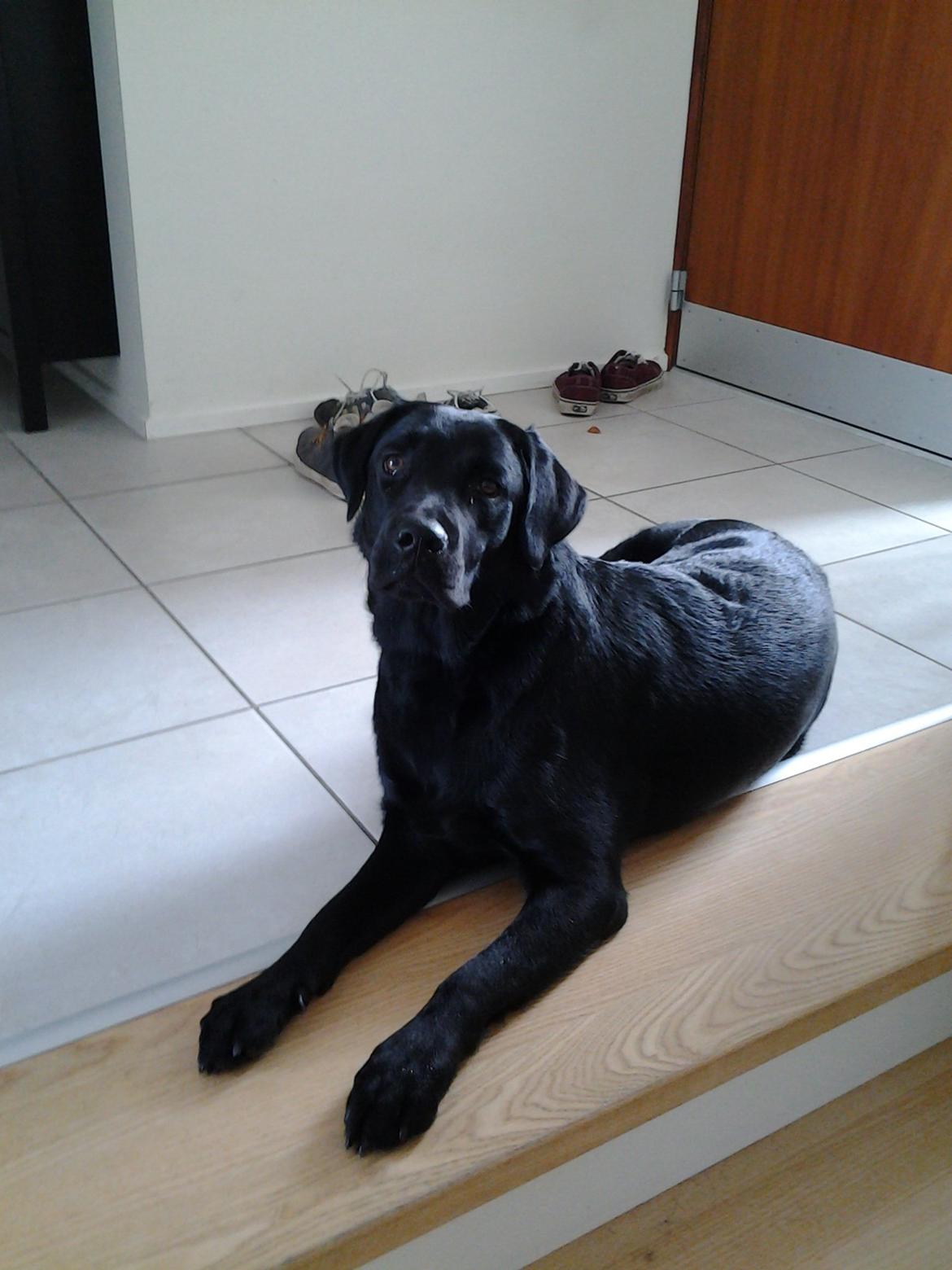 Labrador retriever Smilla billede 6