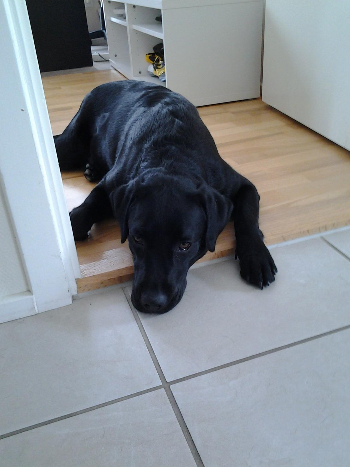 Labrador retriever Smilla billede 7