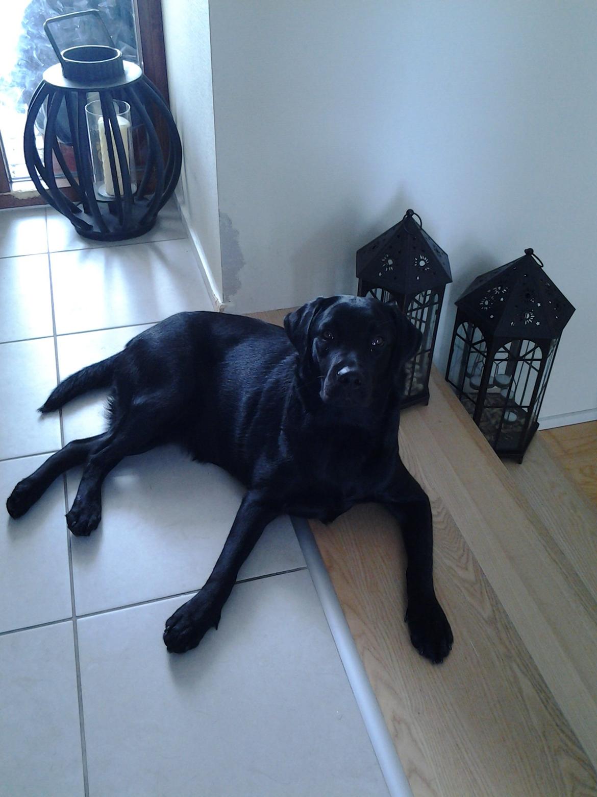 Labrador retriever Smilla billede 8