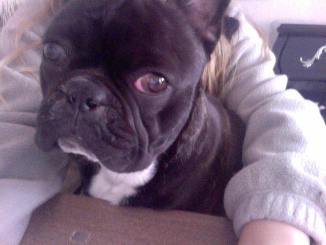 Fransk bulldog Joey >bad-boy< billede 20