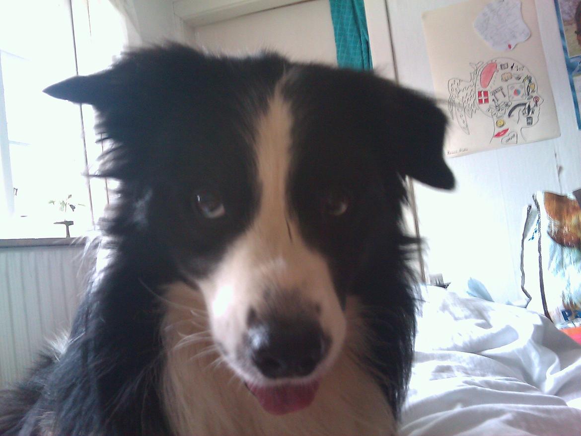 Border collie Hidden Farms Jason (Jimmi) - Nåårh<3 billede 2