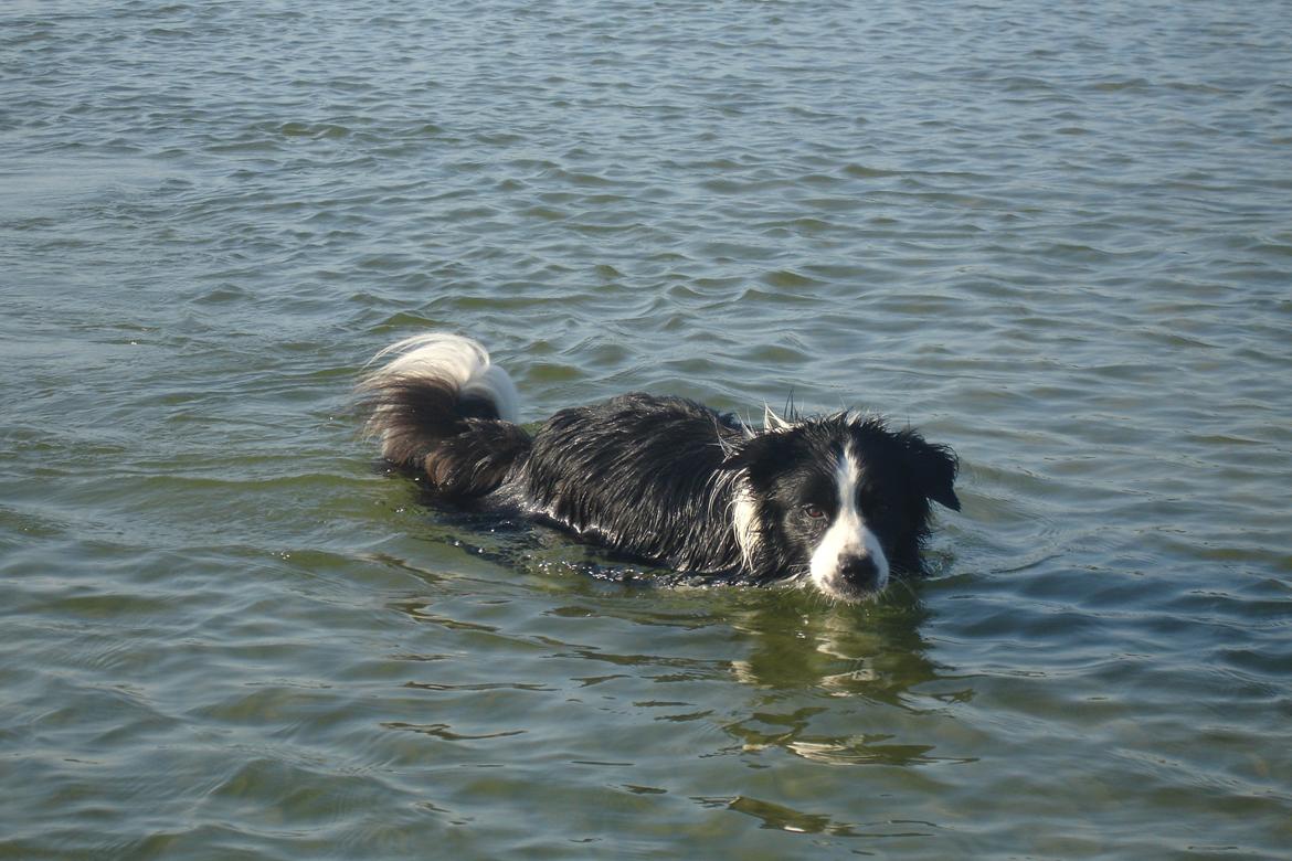 Border collie Hidden Farms Jason (Jimmi) - Dejligt med en svømme tur på stranden<3 billede 1