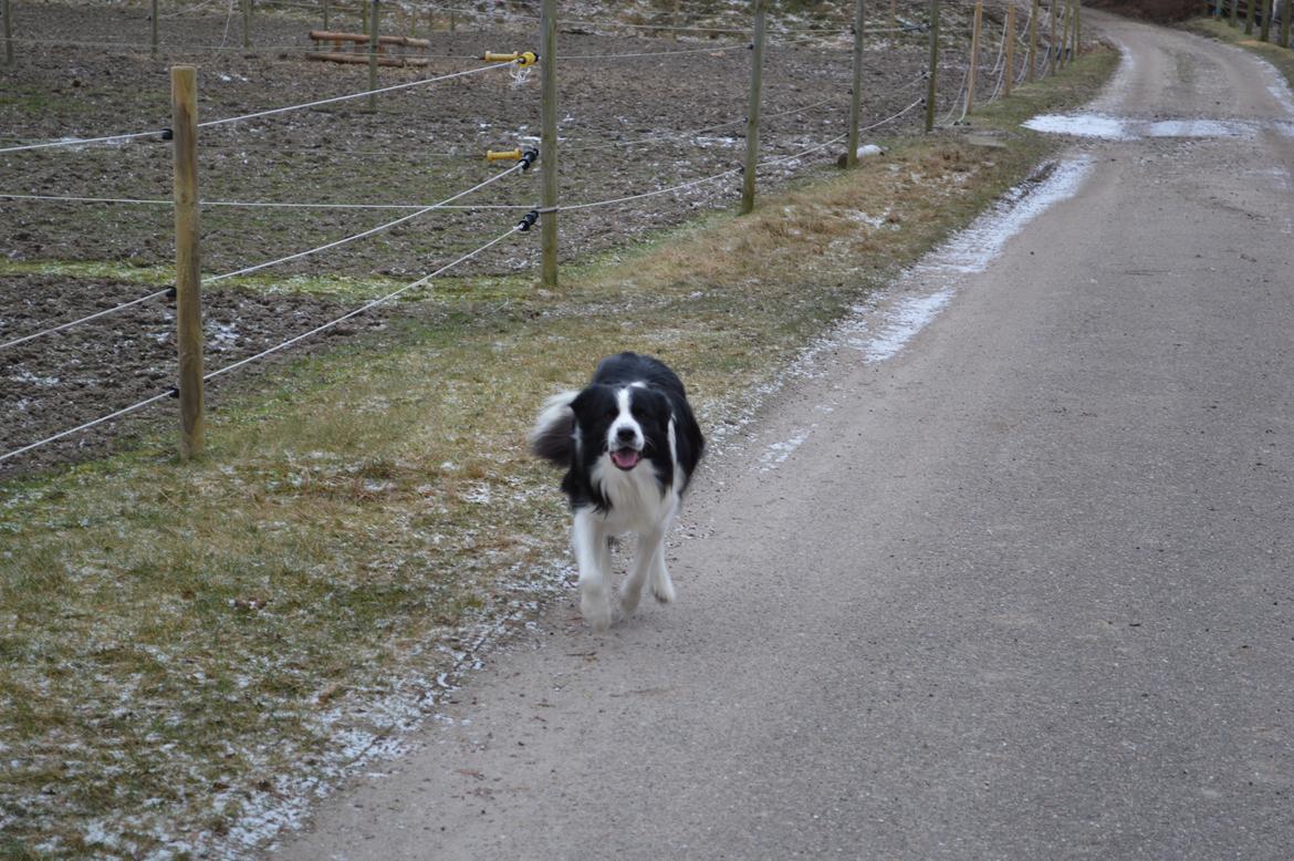 Border collie Hidden Farms Jason (Jimmi) - Her kommer jeg:-D billede 3