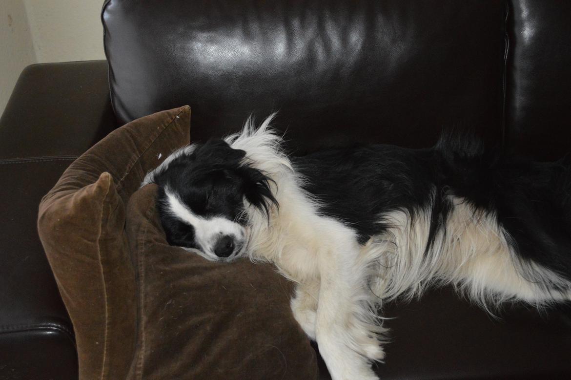 Border collie Hidden Farms Jason (Jimmi) - Sover:-D billede 4