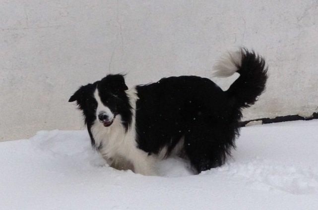Border collie Hidden Farms Jason (Jimmi) billede 6