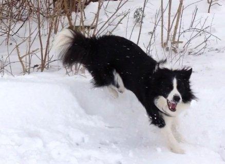Border collie Hidden Farms Jason (Jimmi) billede 5