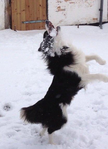Border collie Hidden Farms Jason (Jimmi) billede 7