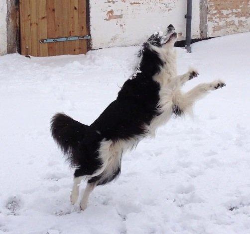 Border collie Hidden Farms Jason (Jimmi) billede 8