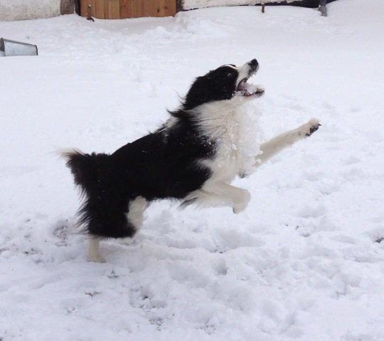 Border collie Hidden Farms Jason (Jimmi) billede 9