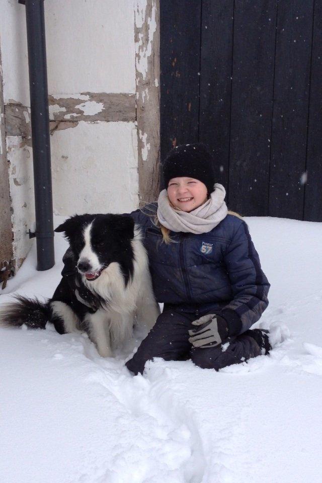 Border collie Hidden Farms Jason (Jimmi) billede 11