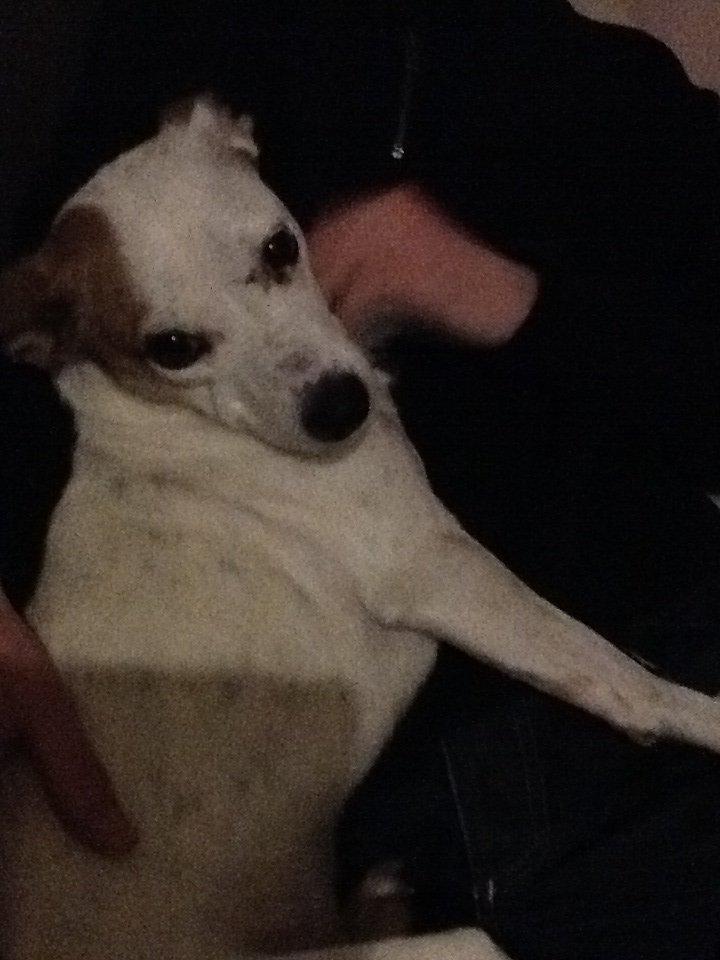 Jack russell terrier Lotus Elise billede 10