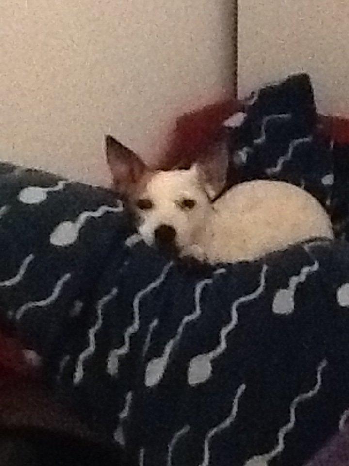 Jack russell terrier Lotus Elise billede 9