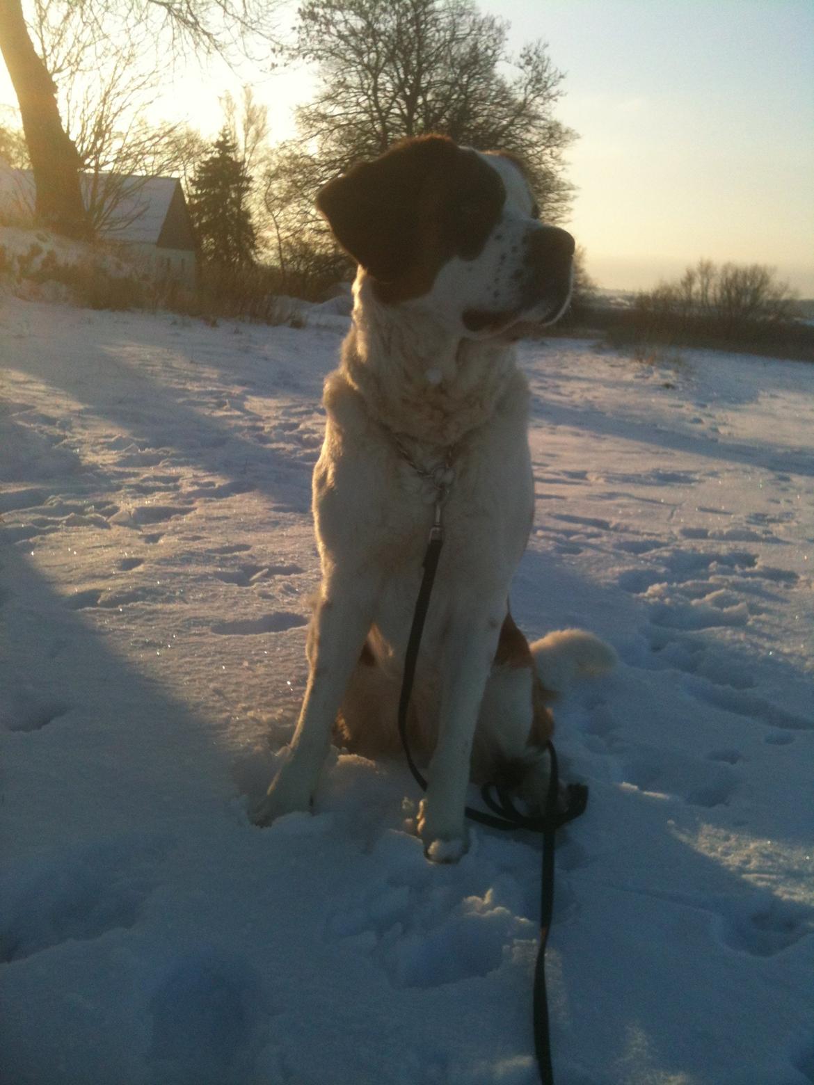 Sankt bernhardshund Molly billede 12