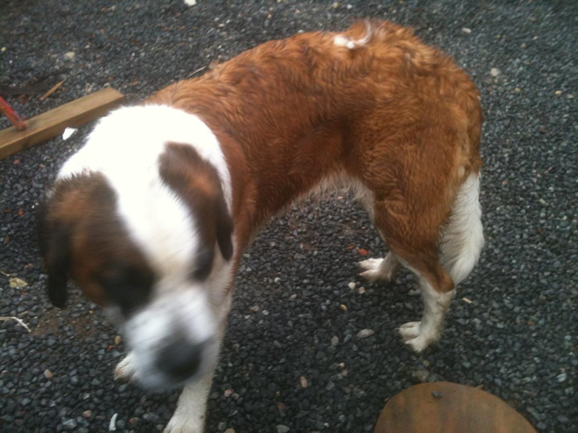 Sankt bernhardshund Molly - En meget beskidt hund. billede 13