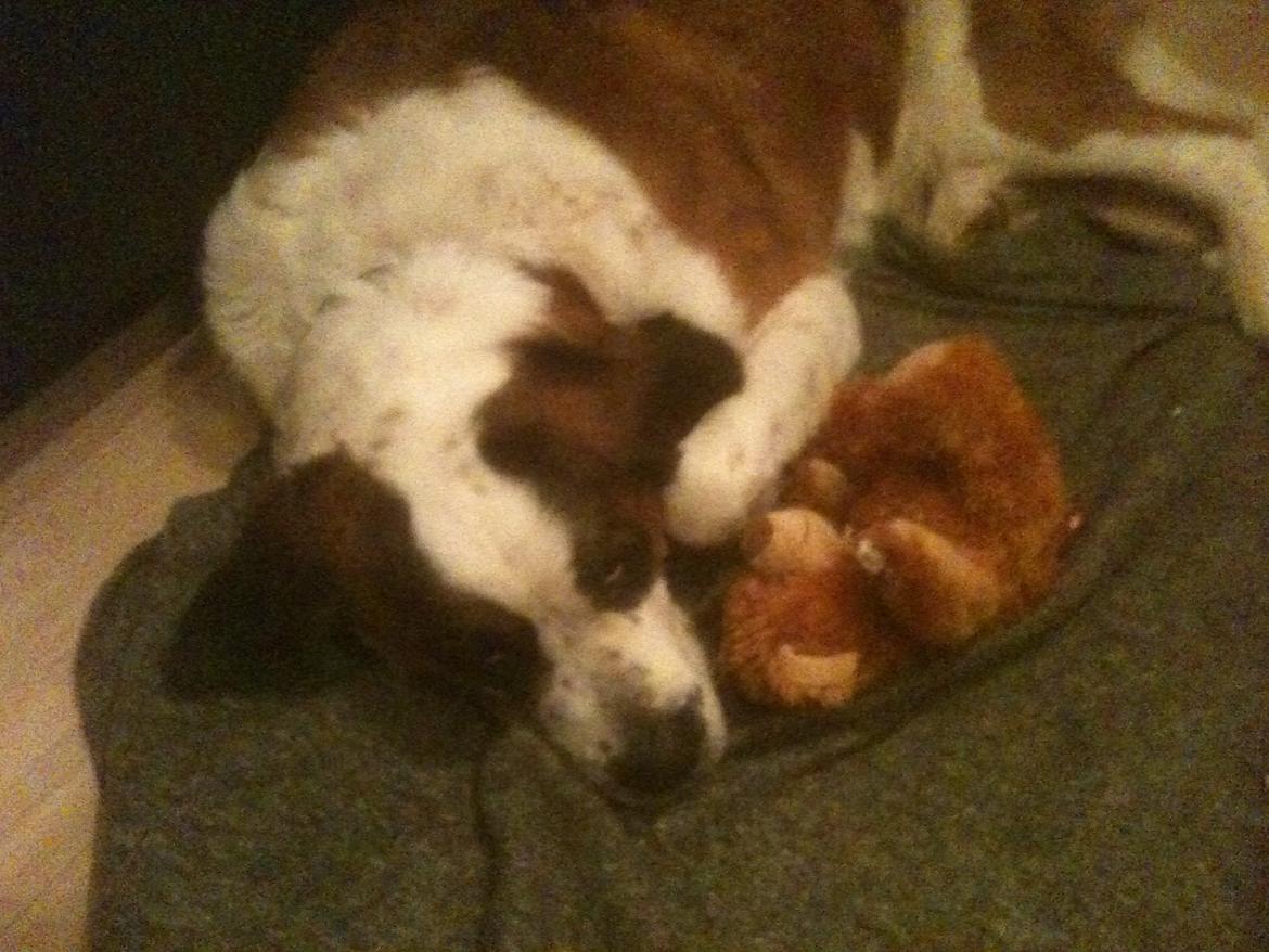 Sankt bernhardshund Molly billede 14