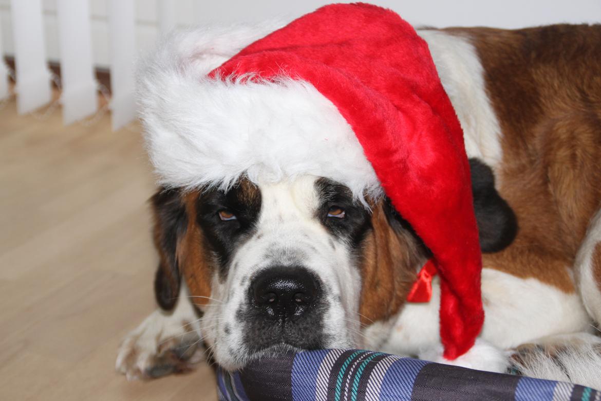 Sankt bernhardshund Molly - Juleaften 2012 billede 15