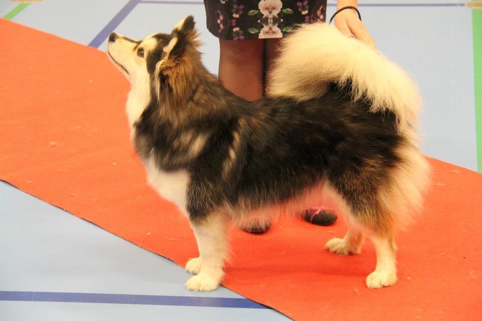 Finsk lapphund DKCH Lapinkaunis Mystique - Mystique 9 måneder og fik sit første Cert :) billede 18