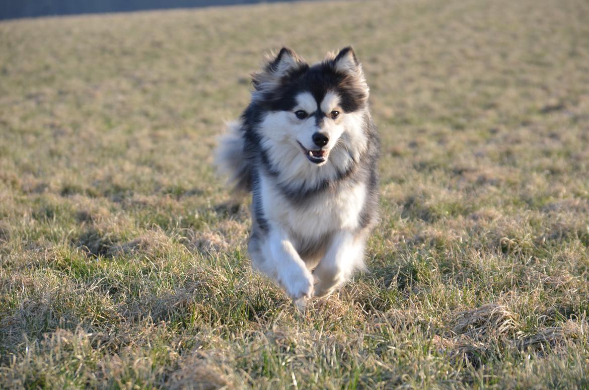 Finsk lapphund DKCH Lapinkaunis Mystique - 8 måneder og i fuld fart over marken :) billede 19