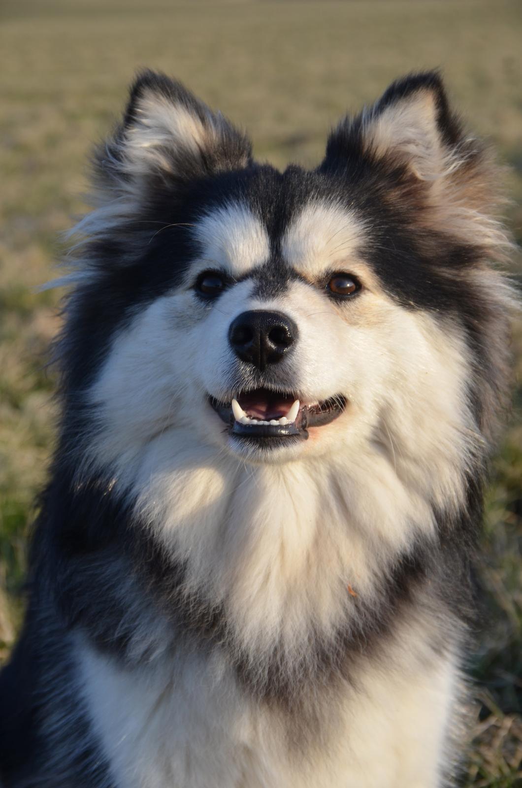 Finsk lapphund DKCH Lapinkaunis Mystique - Smukke Mystique <3 billede 21