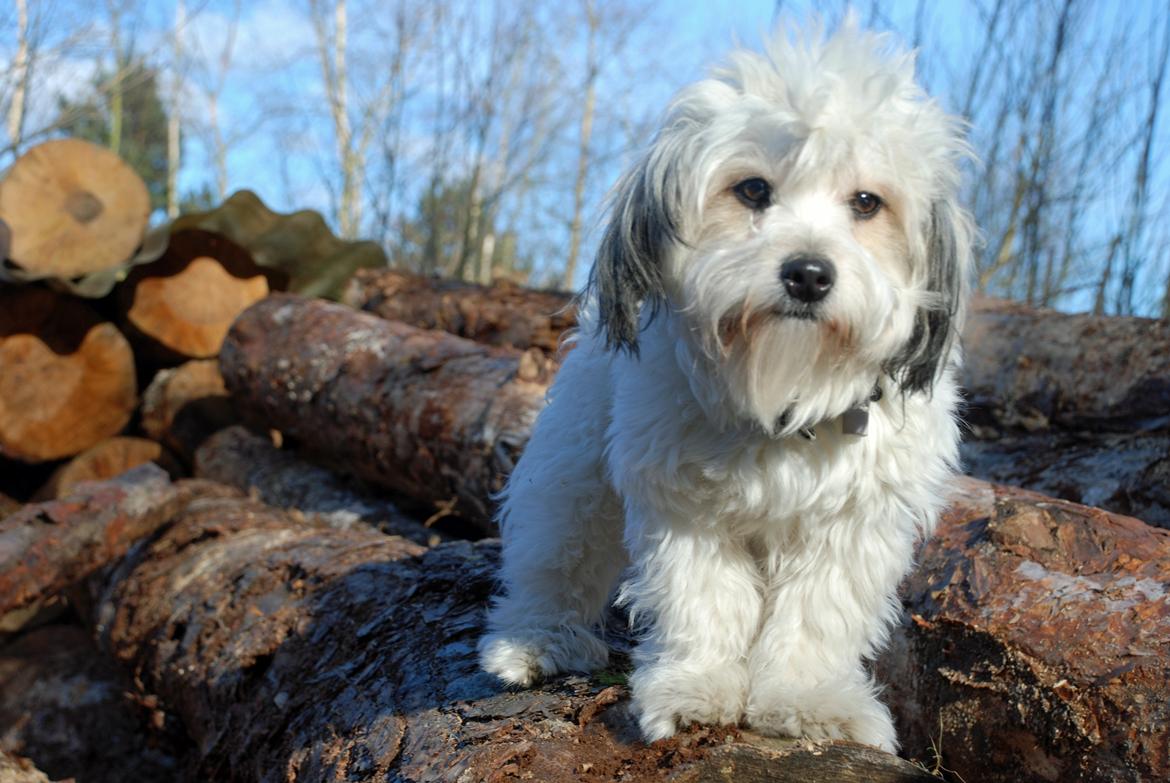 Løwchen Lions of Denmark X'llent Ludvig *Silas* billede 19