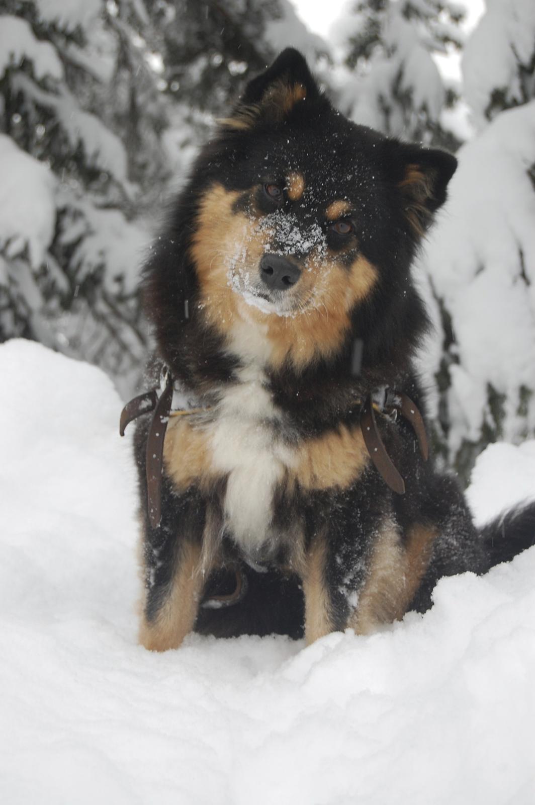 Finsk lapphund DKCH Fjällfarmens Oliwia - På skiferie julen 2012 <3 billede 24