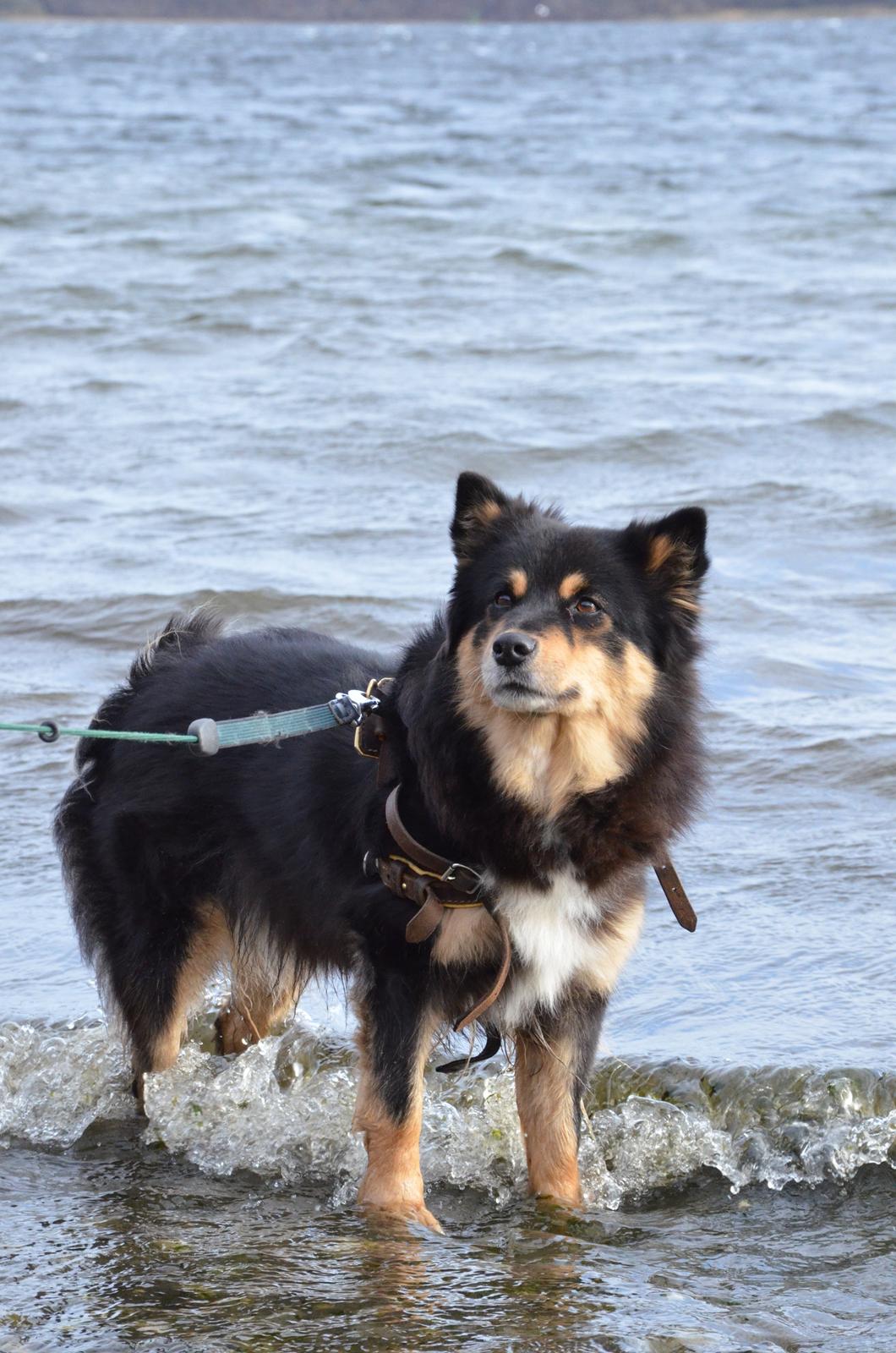 Finsk lapphund DKCH Fjällfarmens Oliwia - sopning på sildehagen i Hobro :) billede 23