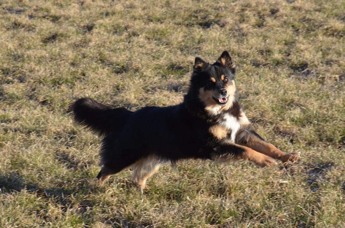 Finsk lapphund DKCH Fjällfarmens Oliwia - sød <3 billede 22