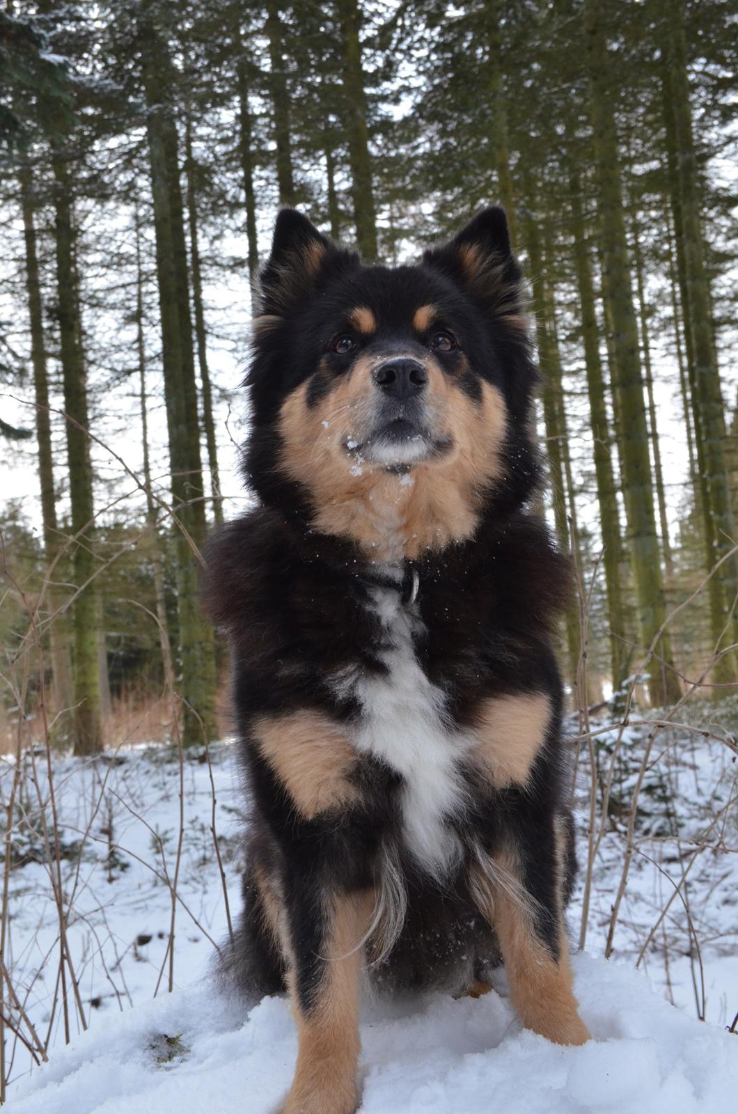 Finsk lapphund DKCH Fjällfarmens Oliwia - Dejligste Ollie! billede 21