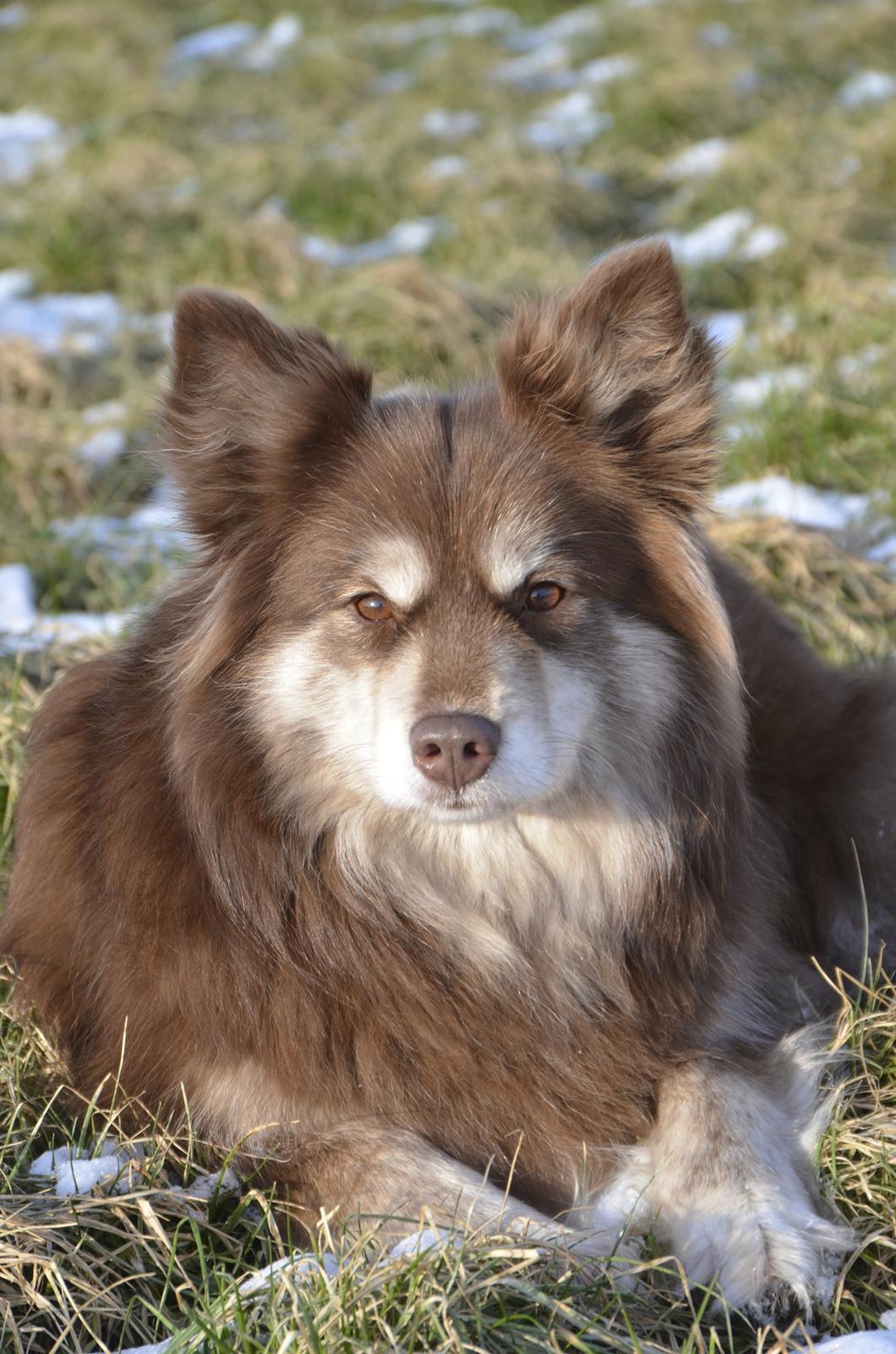 Finsk lapphund Fjällfarmens Qikki - Qira 4 år! billede 16