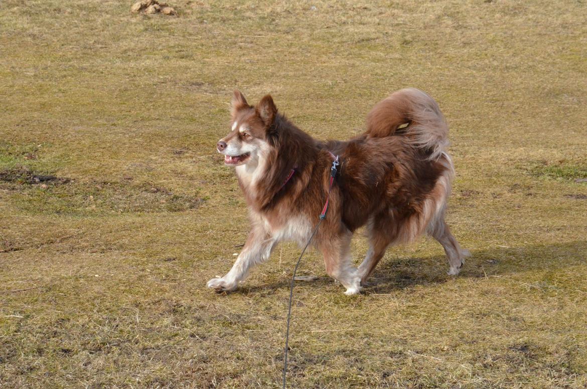 Finsk lapphund Fjällfarmens Qikki - Viser lige sine smukke bevægelser!  billede 18