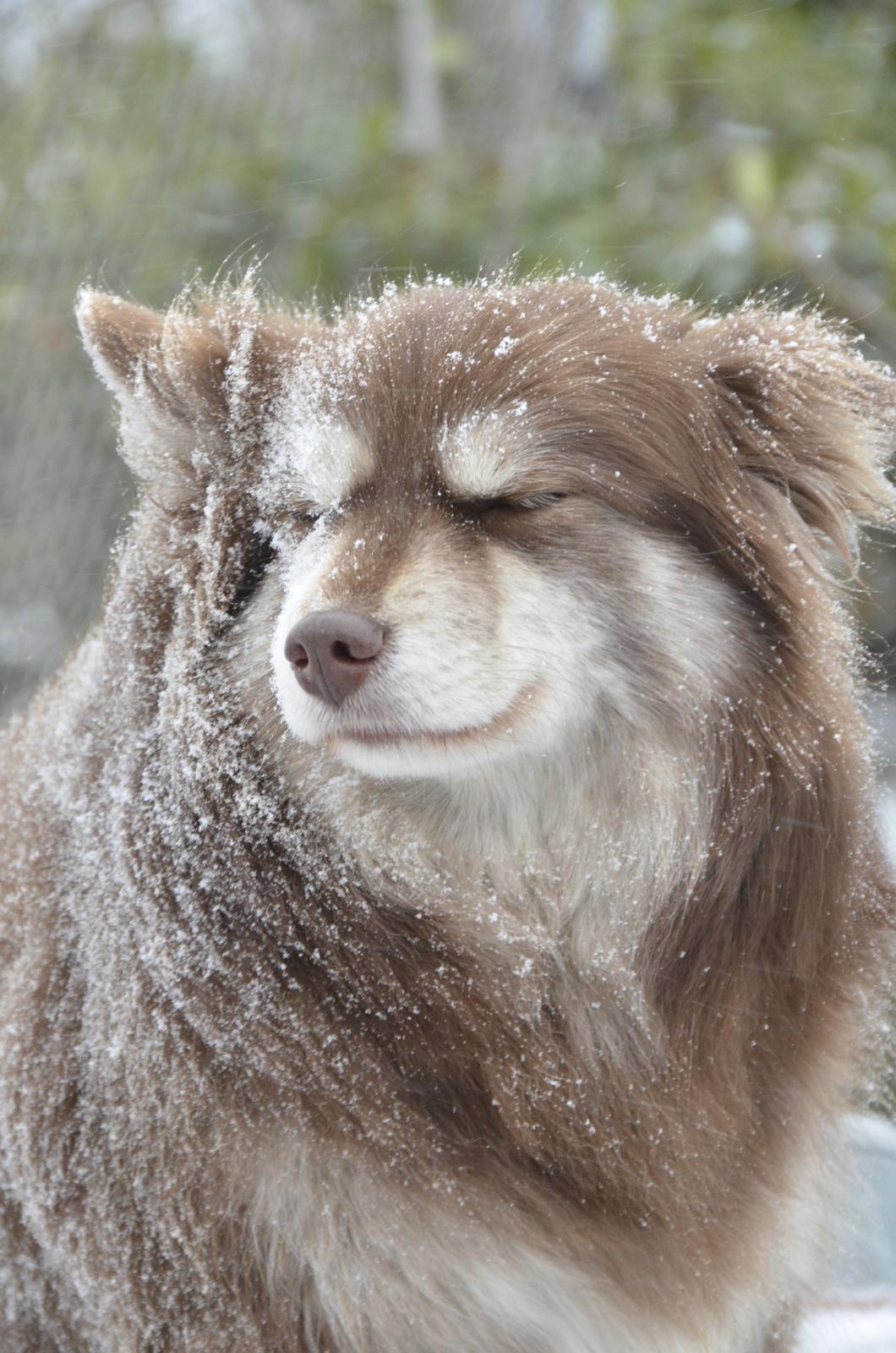 Finsk lapphund Fjällfarmens Qikki - Qira elsker sne! billede 19