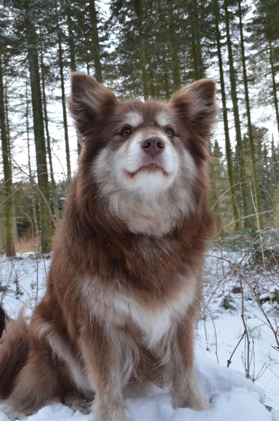 Finsk lapphund Fjällfarmens Qikki - baby <3 billede 17