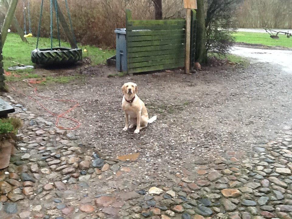 Labrador retriever Bella billede 11