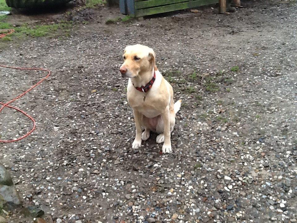 Labrador retriever Bella - sidder hun ikke pænt billede 3