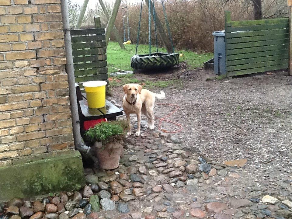 Labrador retriever Bella billede 4