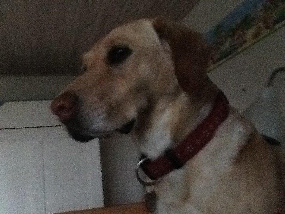 Labrador retriever Bella - er det bare mig eller ligner hun en konge billede 5